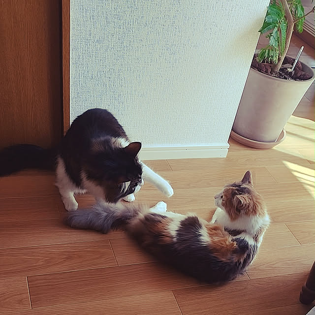 +CHIHARU+さんの実例写真