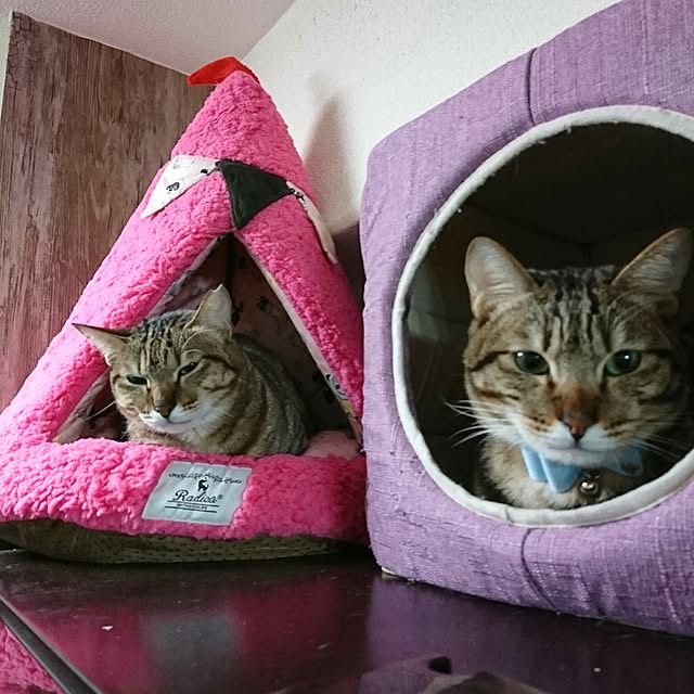 poniさんの実例写真