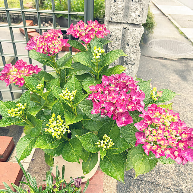 cyaroさんの実例写真