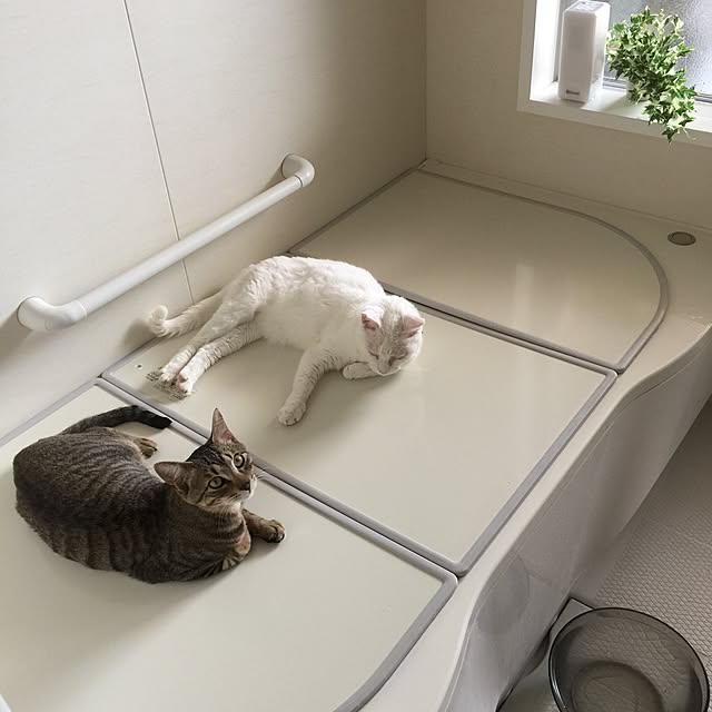 実例写真