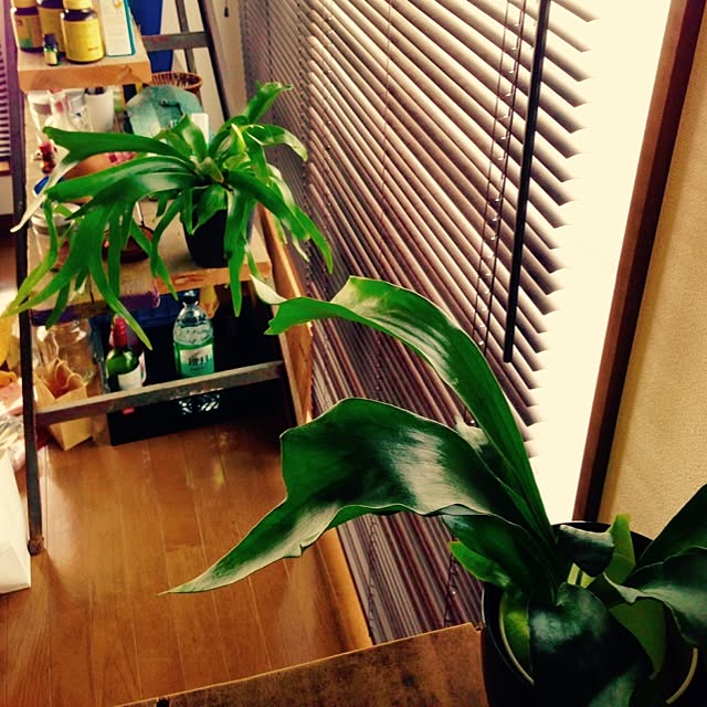 masakiさんの実例写真