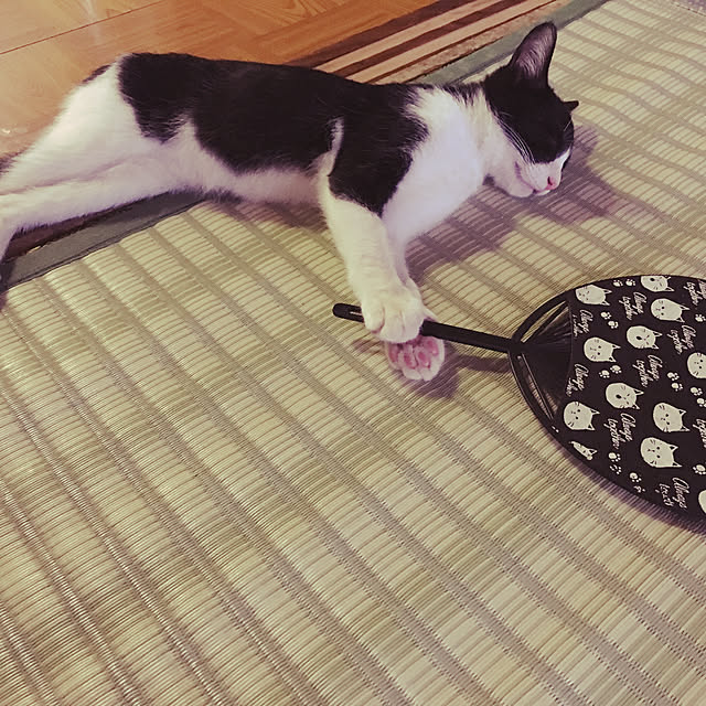 1914catsさんの実例写真