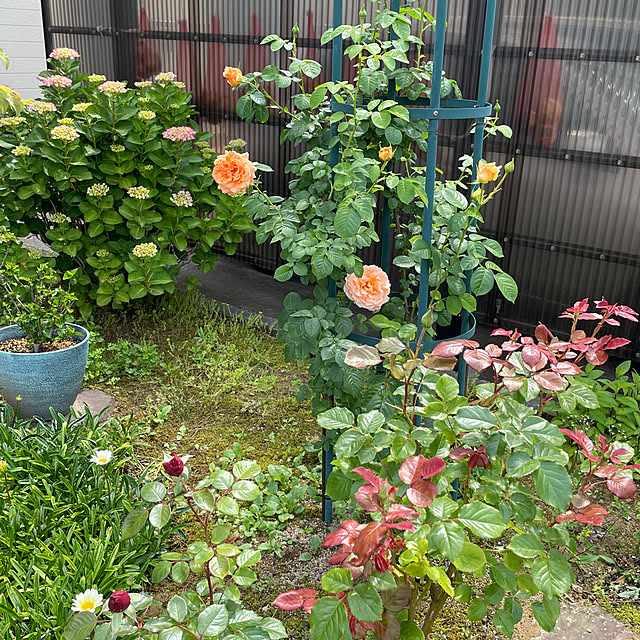 kakoさんの実例写真