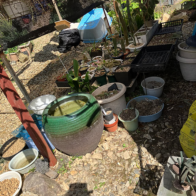 koshiregutyoさんの部屋