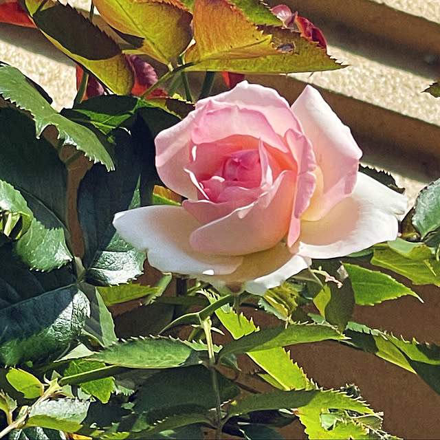 asako.10さんの実例写真
