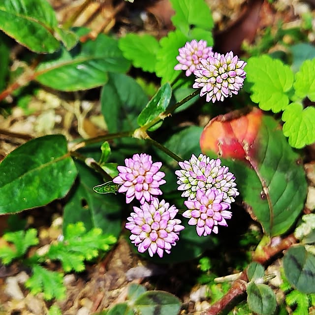 katさんの実例写真