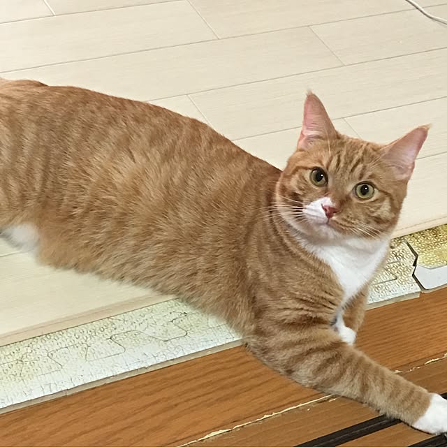 CATさんの実例写真