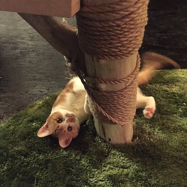 kkbmkさんの実例写真