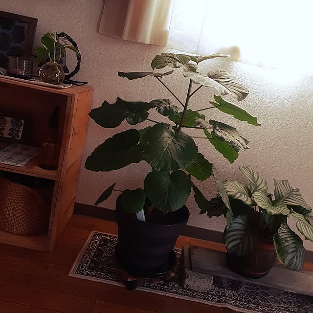 ririeeさんの実例写真