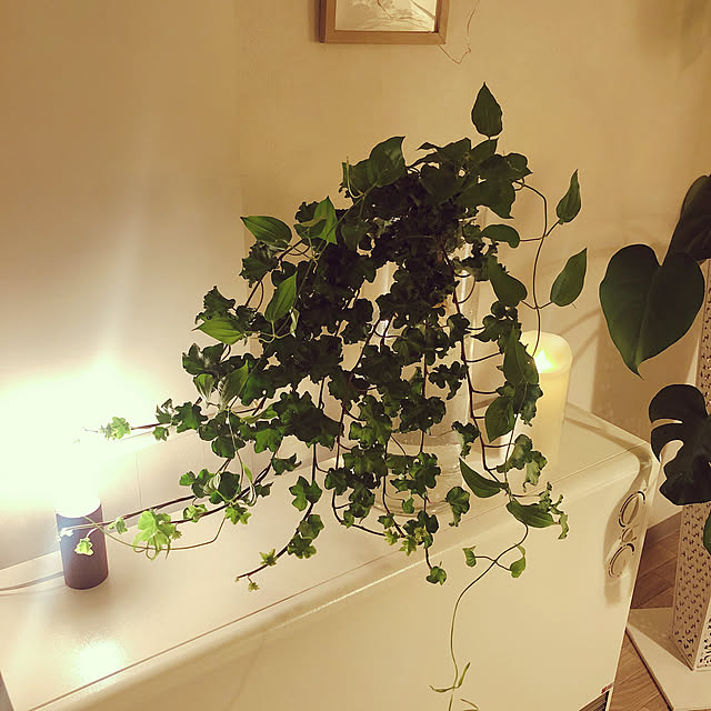 棚/観葉植物/照明/一人暮らし/IKEAのインテリア実例 - 2018-09-02 23:38:35
