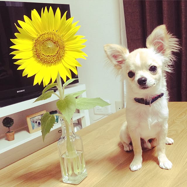 AtsukoTagawaさんの実例写真