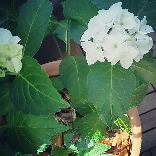 kirikoさんの実例写真
