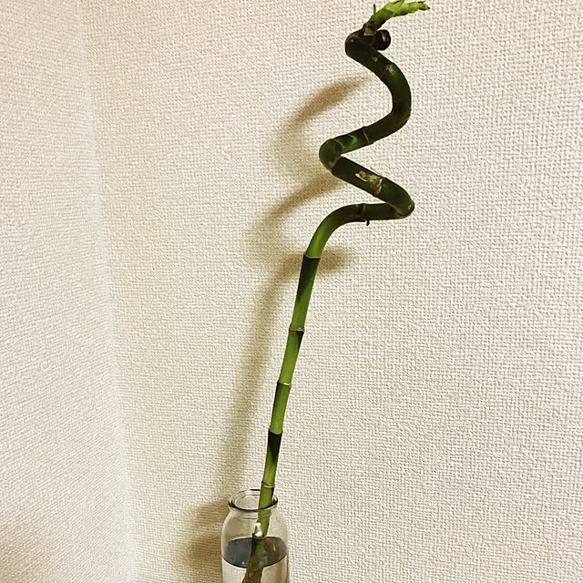 Mikaさんの実例写真