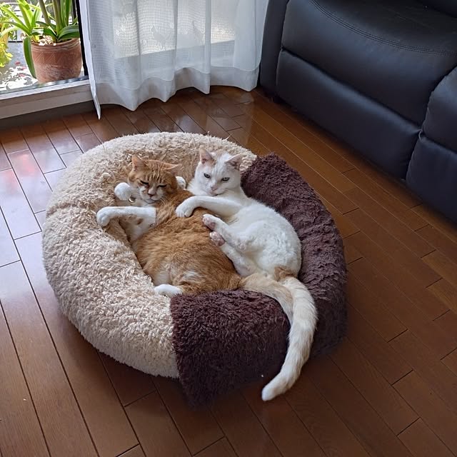 NOAHさんの実例写真