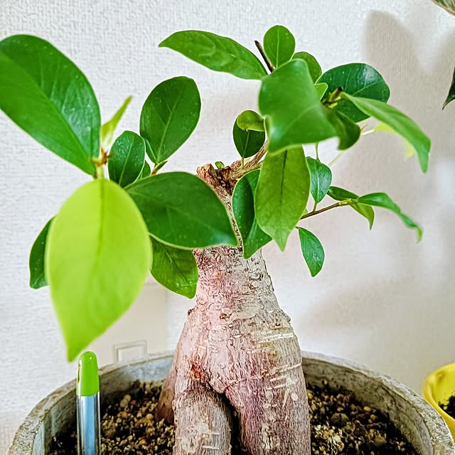 hanachanさんの部屋