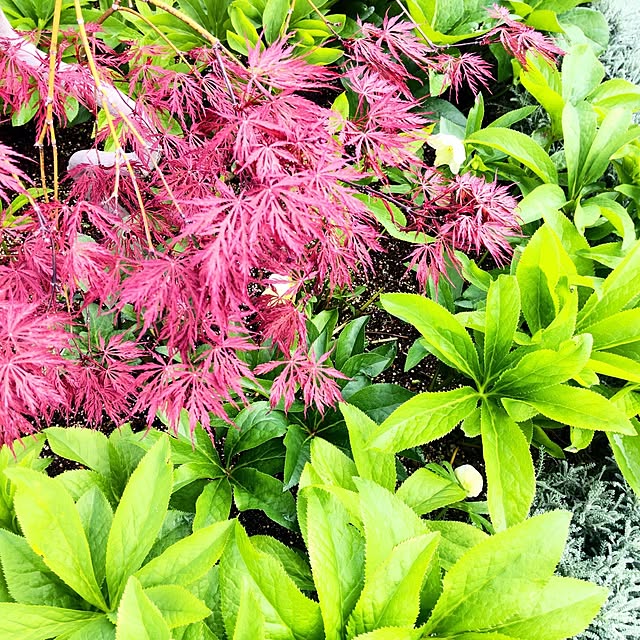 NSDさんの実例写真