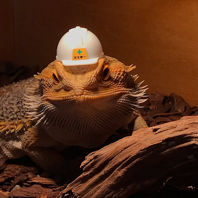 japitonさんの実例写真