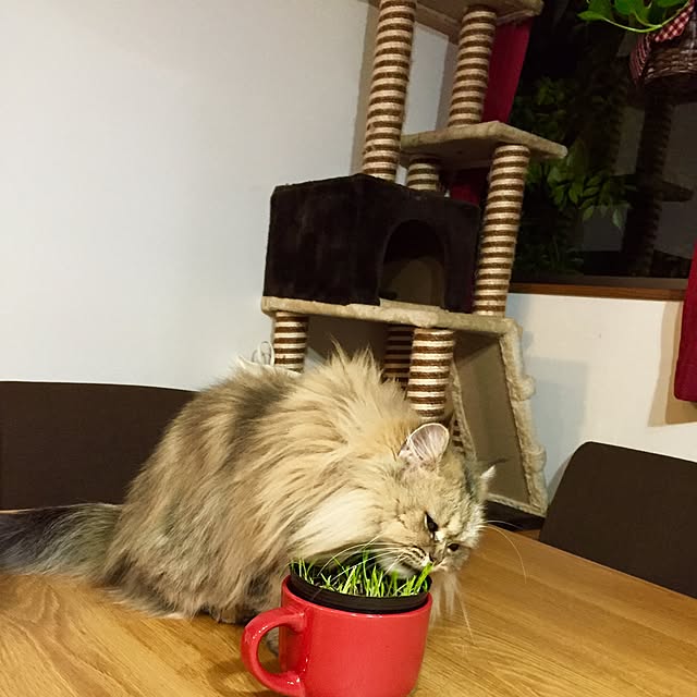 butachanさんの実例写真