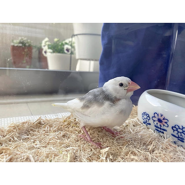 susaayuさんの実例写真