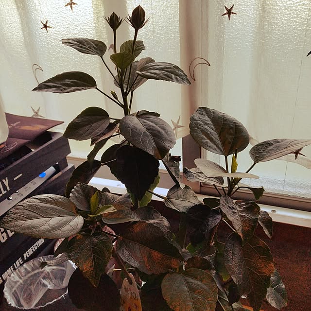 runaさんの部屋