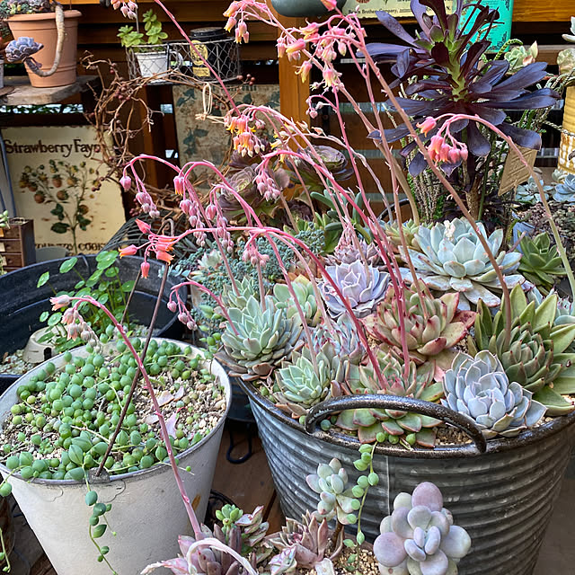 mintteaさんの実例写真