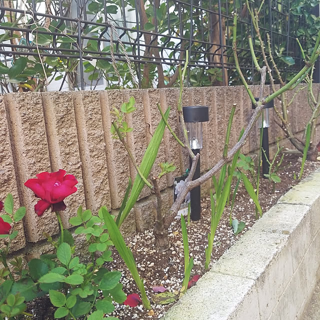 mimi828さんの実例写真