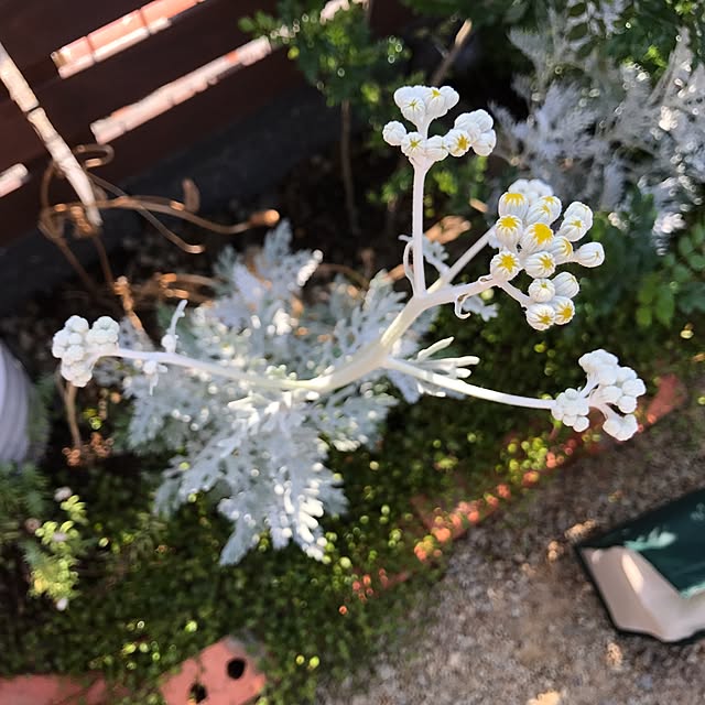 akakou88629さんの実例写真