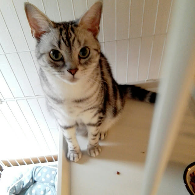 kumingさんの実例写真