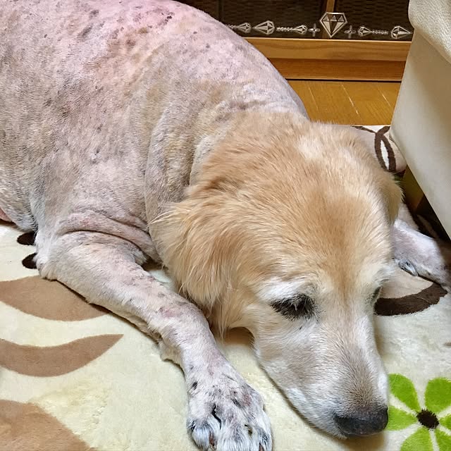 Poaluさんの実例写真