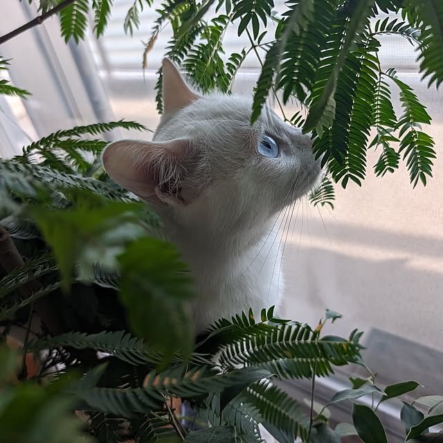 necoさんの実例写真
