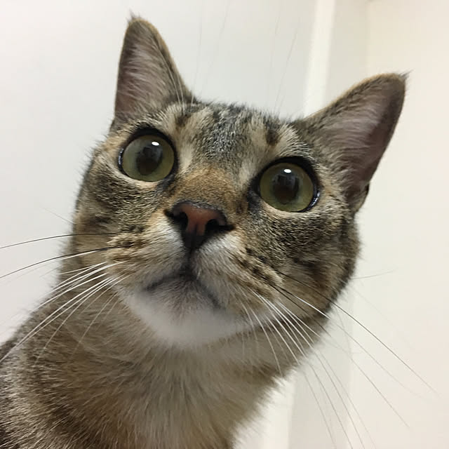 mikomaruさんの実例写真