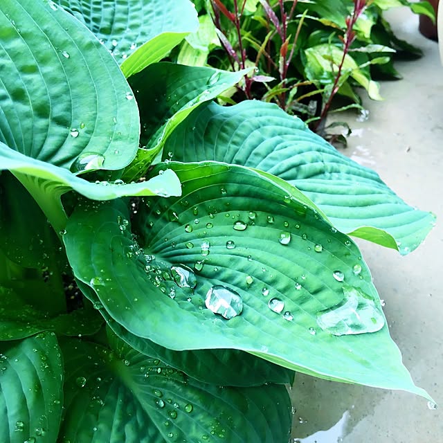 NSDさんの実例写真