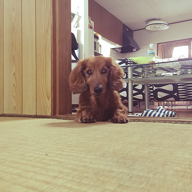 Yorikoさんの実例写真