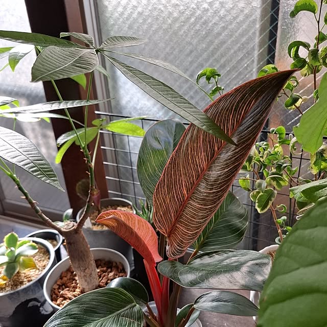 noaさんの部屋