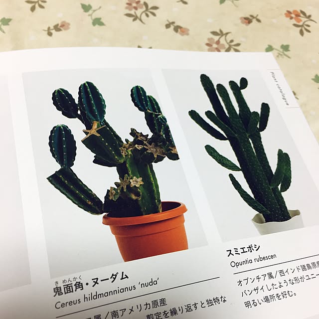 k1nak0さんの実例写真