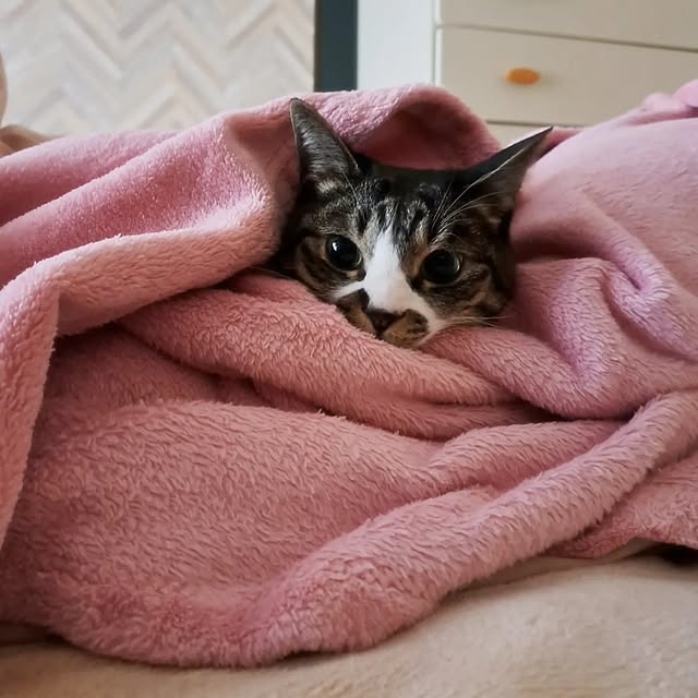 shinoさんの部屋