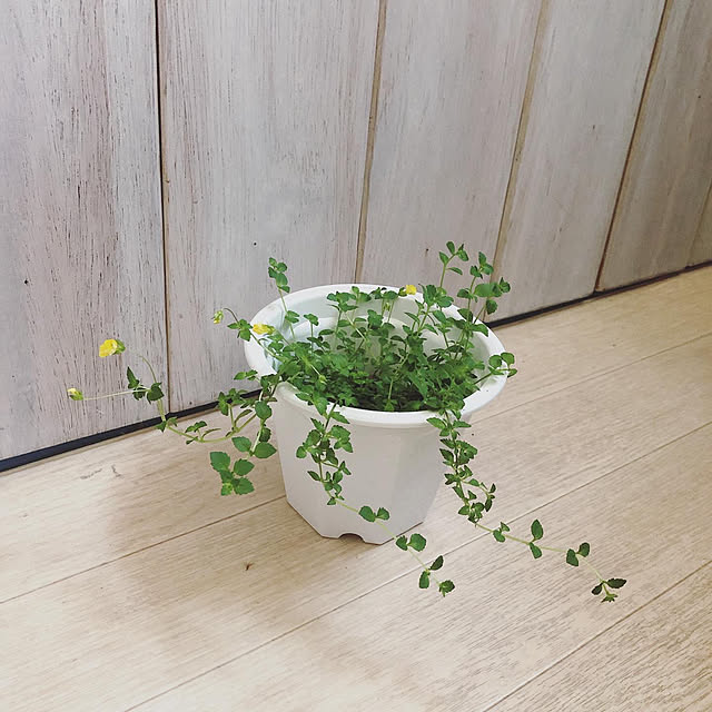 coraruさんの実例写真