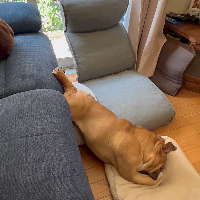 chi_gogaさんの実例写真