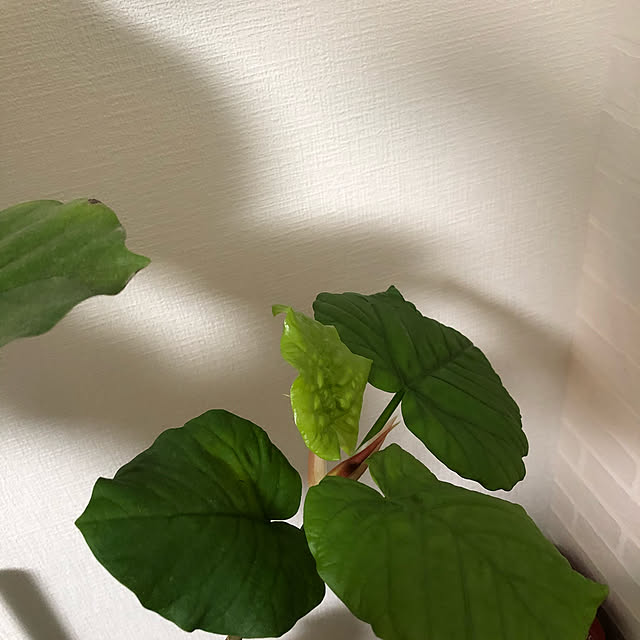 kunichanさんの実例写真