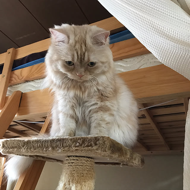 roseさんの実例写真