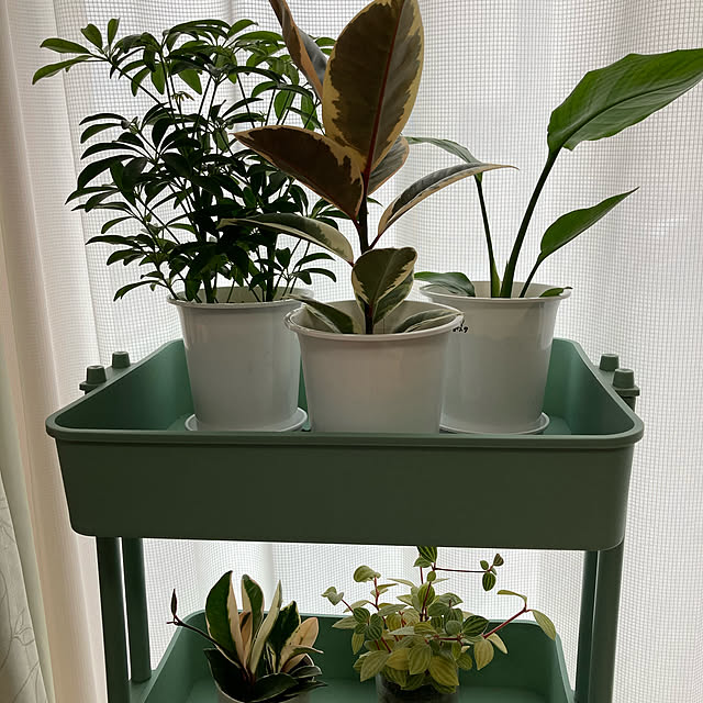 観葉植物/多肉植物/棚のインテリア実例 - 2021-03-25 17:03:14