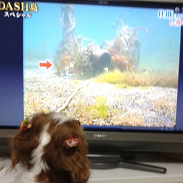 mamakoさんの実例写真