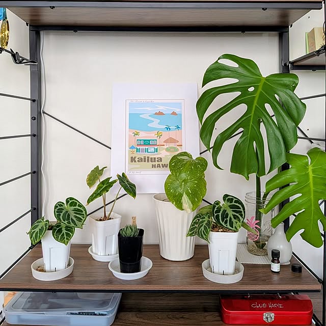 kolo92さんの実例写真