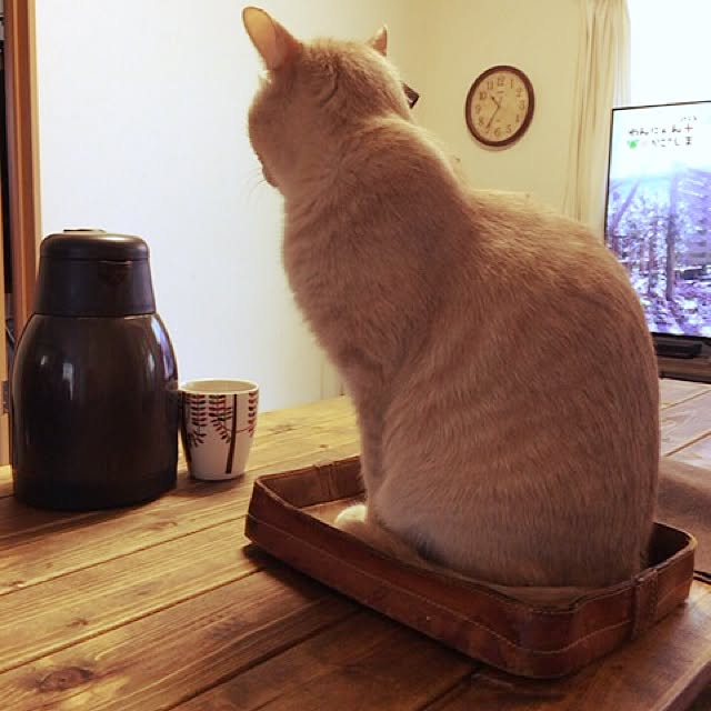 mikan161さんの実例写真