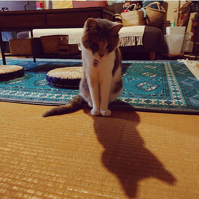 fukuさんの実例写真