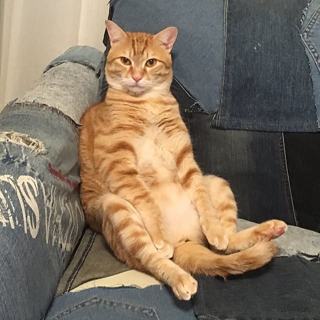 ykariさんの実例写真
