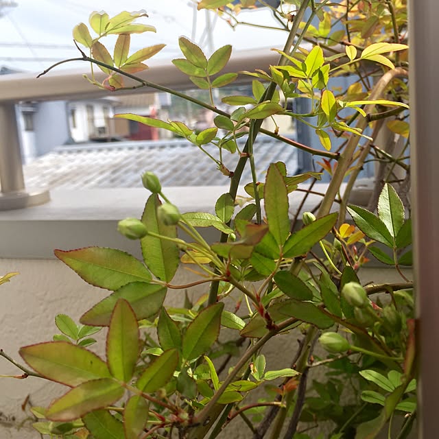 butachanさんの実例写真