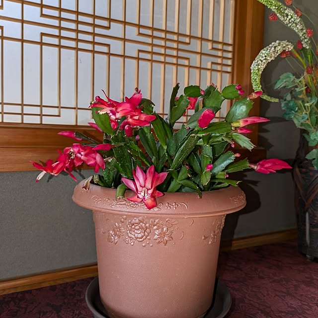 kuririnmamaさんの部屋