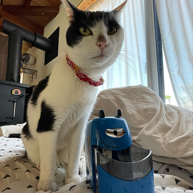 nekosamaさんの実例写真