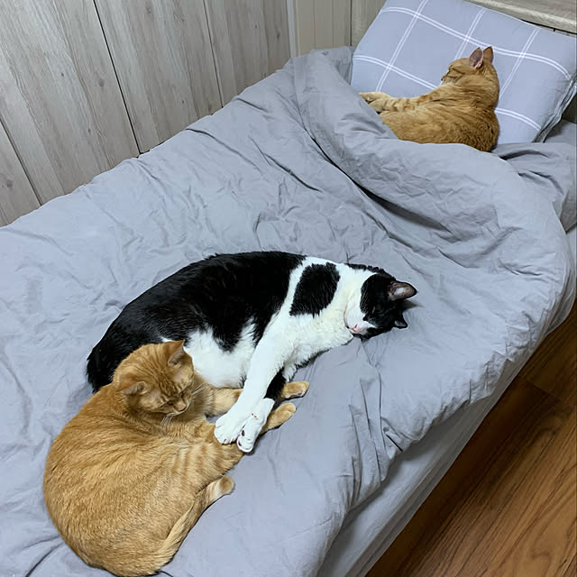 mikeume7さんの実例写真